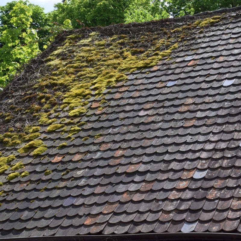 DEALING WITH MOSS OR ALGAE BUILDUP